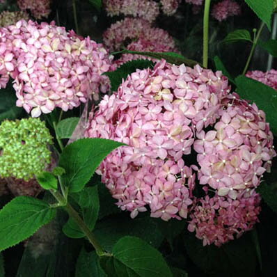 楽天市場 アメリカ 紫陽花 あじさい ピンクアナベル 6号サイズ 鉢植え アジサイ 販売 種類 通販 種類 母の日 花 ガーデニング岐阜緑園