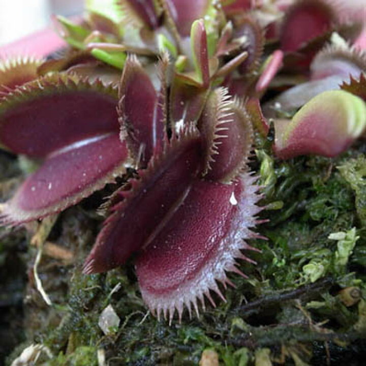 楽天市場 ハエトリソウ 食虫植物 ハエトリ草 レッドシャーク系 ハエトリソウ ハエトリグサ はえとり ハエトリ 母の日 花 ガーデニング岐阜緑園