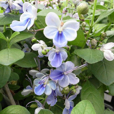 楽天市場 クレロレンドロン ブルーエルフィン 花芽付 ブルーの蝶のような花 販売 通販 種類 母の日 花 ガーデニング岐阜緑園
