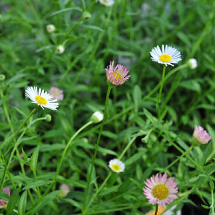 楽天市場 エリゲロン 白い小花は咲進むにつれピンクに染まる可憐んな花 宿根草 販売 種類 通販 種類 母の日 花 ガーデニング岐阜緑園