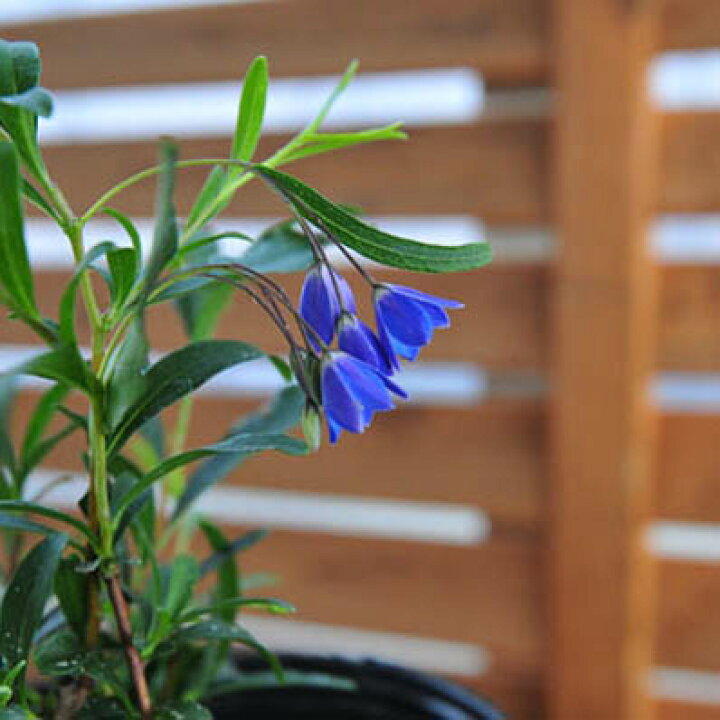 楽天市場 オーストラリアンブルーベルズ 販売 種類 通販 種類 母の日 花 ガーデニング岐阜緑園