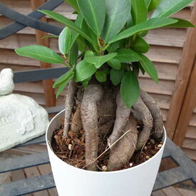 ニンジンガジュマル4号サイズ 鉢植え 沖縄の精霊キジムナーが宿るとされる不思議な木 販売 通販 種類 観葉植物