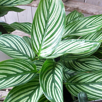 楽天市場 カラテア ビッタタ 4号サイズ 鉢植え 観葉植物 販売 通販 種類 母の日 花 ガーデニング岐阜緑園