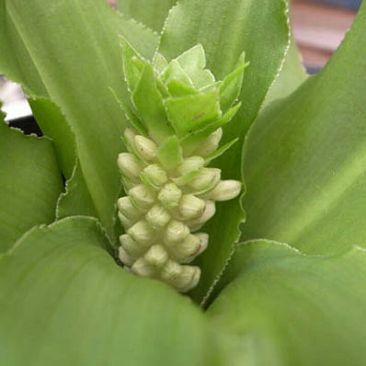 楽天市場 パイナップルリリー 4号サイズ 鉢植え パイナップルリリー まるでパイナップルのような花のパイナップルリリー 母の日 花 ガーデニング岐阜緑園