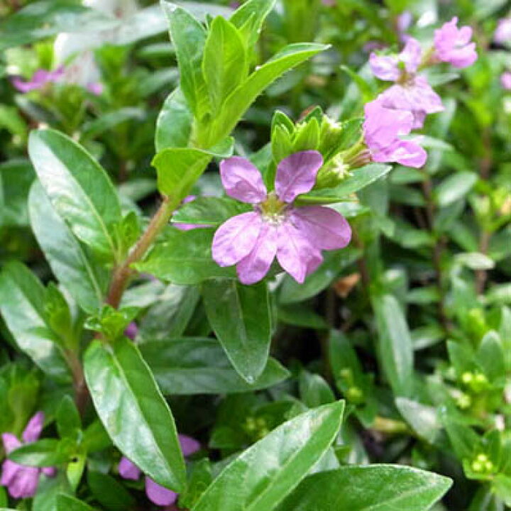 楽天市場 クフェア ムラサキ 花苗 暑さに強く夏の寄せ植えガーデニングに花芽付 販売 通販 種類 母の日 花 ガーデニング岐阜緑園