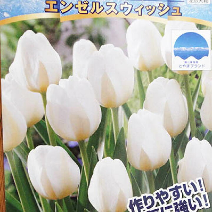 楽天市場 チューリップ球根 富山の清流チューリップa エンゼルスウィッシュ5球 チューリップ 球根 Tulip 販売 通販 種類 ちゅーりっぷ 母の日 花 ガーデニング岐阜緑園 楽天市場 チューリップ球根 富山の清流チューリップa エンゼルスウィッシュ5球 チューリップ 球根 Tulip 販売 通販 種類 ちゅーりっぷ 母の日 花 ガーデニング岐阜緑園