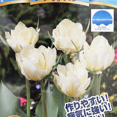 楽天市場 9 30より発送 チューリップ球根 富山の清流チューリップb ホワイトバレー5球 チューリップ 球根 Tulip 販売 通販 種類 ちゅーりっぷ 母の日 花 ガーデニング岐阜緑園