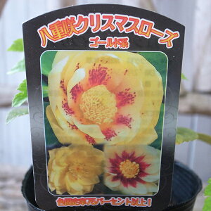 NX}X[Y S[hn 3.5c ԕc ̔ ʔ 