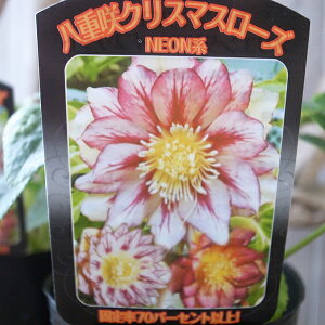 NX}X[Y lIn 3.5c ԕc ̔ ʔ 