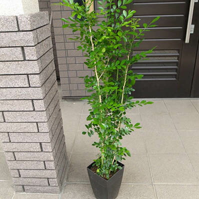 楽天市場 シルクジャスミン 7号サイズ 鉢植え 別名オレンジジャスミンゲッキツ 観葉植物 シルクジャスミン 室内インテリアにシルクジャスミン 母の日 花 ガーデニング岐阜緑園