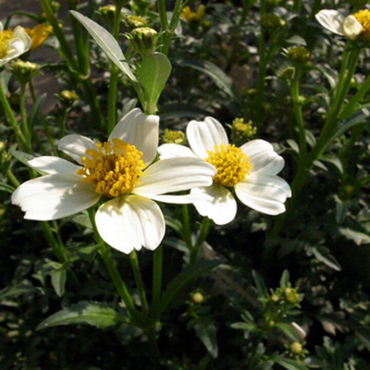 楽天市場 ウィンターコスモス ホワイトエンジェル 多年草 販売 通販 種類 母の日 花 ガーデニング岐阜緑園