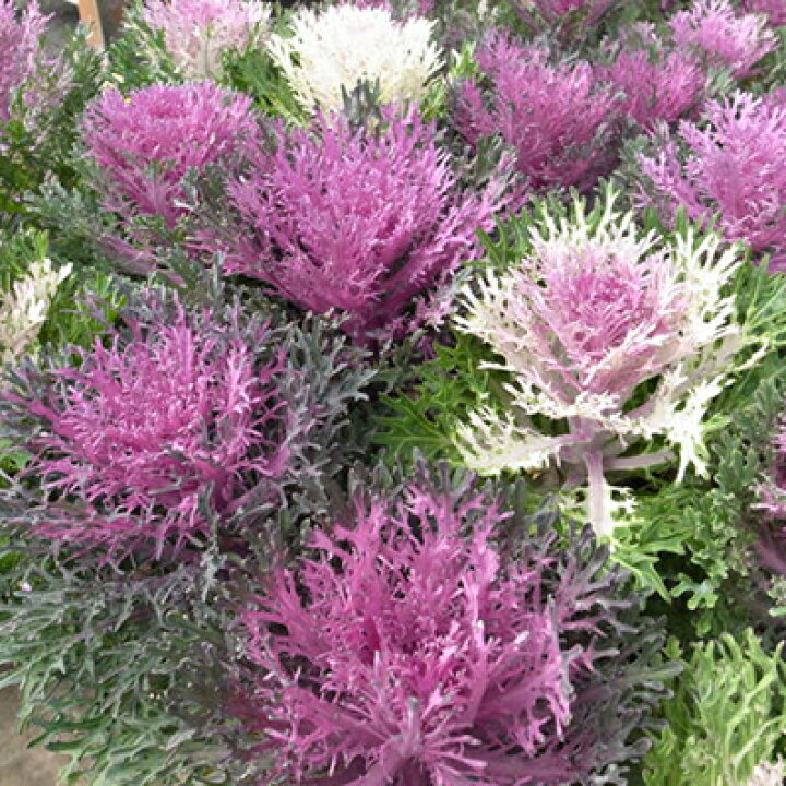 楽天市場 葉牡丹 ハボタン パリジェンヌ 2株セット ハボタン販売 通販 種類 母の日 花 ガーデニング岐阜緑園