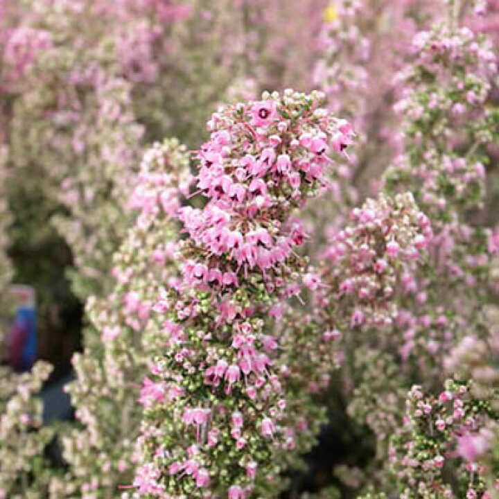 楽天市場 アワユキエリカ プリティーレッド 高さ30cm 花苗 販売 通販 種類 母の日 花 ガーデニング岐阜緑園 楽天市場 アワユキエリカ プリティーレッド 高さ30cm 花苗 販売 通販 種類 母の日 花 ガーデニング岐阜緑園