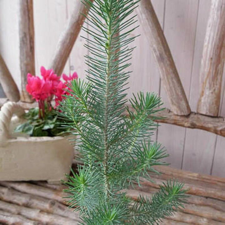 楽天市場 コニファー シルバークレスト イタリアカサマツ 高さ30cm 観葉植物 販売 通販 種類 母の日 花 ガーデニング岐阜緑園