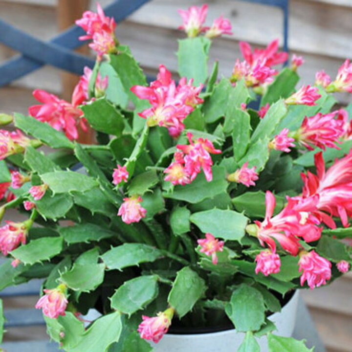 楽天市場 デンマークカクタス コンペイトウ レッド 5号サイズ 鉢植え 高さ30cm 珍しい花型が魅力のデンマークカクタス 販売 通販 種類 母の日 花 ガーデニング岐阜緑園 楽天市場 デンマークカクタス コンペイトウ レッド 5号サイズ 鉢植え 高さ30cm 珍しい花型が魅力のデンマークカクタス 販売 通販 種類 母の日 花 ガーデニング岐阜緑園