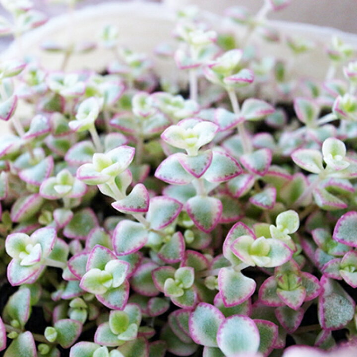 楽天市場 セダム リトルミッシー 多年草 細かな斑入り葉 室内インテリアとしても可愛らしい植物 母の日 花 ガーデニング岐阜緑園 楽天市場 セダム リトルミッシー 多年草 細かな斑入り葉 室内インテリアとしても可愛らしい植物 母の日 花 ガーデニング岐阜緑園