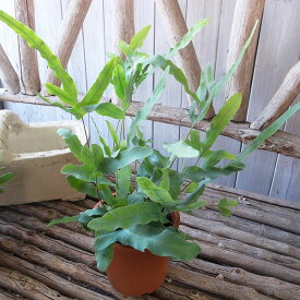 楽天市場 ブルースター 観葉植物 花 観葉植物 花 ガーデン Diyの通販