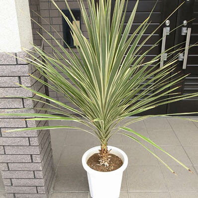 楽天市場 コルジリネ ターベイダズラー 10号サイズ 観葉植物 コルジリネ コルディリネ 母の日 花 ガーデニング岐阜緑園 楽天市場 コルジリネ ターベイダズラー 10号サイズ 観葉植物 コルジリネ コルディリネ 母の日 花 ガーデニング岐阜緑園
