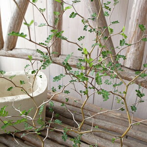 \tH~NtB gxCr[ c Ȃ}ɂȗt炵w`bNȐA w̖ 30cm ̔ ʔ 