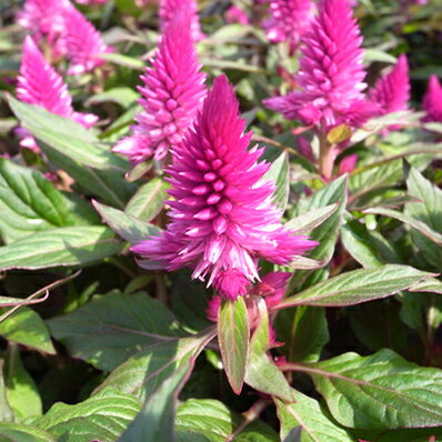 楽天市場 セロシア パープルコンパクト 苗 秋に色づく色鮮やかな花穂 花芽付 販売 通販 種類 母の日 花 ガーデニング岐阜緑園