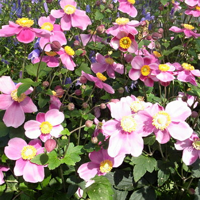 楽天市場 シュウメイギク 秋明菊 ピンク 5号サイズ 鉢花 キク 優しいピンクの一重花が魅力 販売 通販 種類 鉢植え 高さ50cm 母の日 花 ガーデニング岐阜緑園