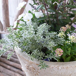 I[XgA[Y}[ EGXgMA X[L[zCg c zCg̔t ̔ ʔ 