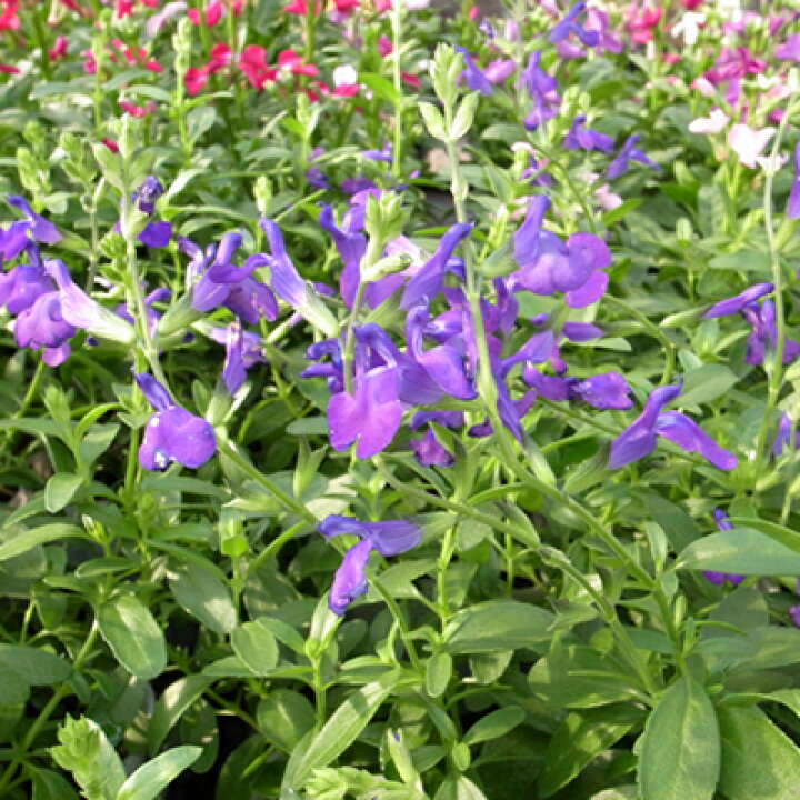 楽天市場 宿根サルビア ムエレリ ロイヤルパープルセージ 花苗 宿根草 販売 通販 種類 母の日 花 ガーデニング岐阜緑園 楽天市場 宿根サルビア ムエレリ ロイヤルパープルセージ 花苗 宿根草 販売 通販 種類 母の日 花 ガーデニング岐阜緑園