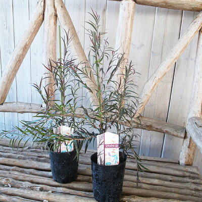 楽天市場 ユーカリ ブラックテイル 4号サイズ 鉢植え 黒葉 販売 通販 種類 高さ40cm 母の日 花 ガーデニング岐阜緑園