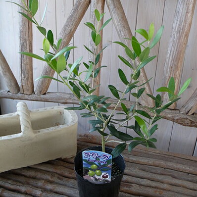 楽天市場 オリーブ ネバディロブランコ 大苗 シンボルツリー 苗木 室内観葉植物 販売 通販 種類 高さ40cm 母の日 花 ガーデニング岐阜緑園
