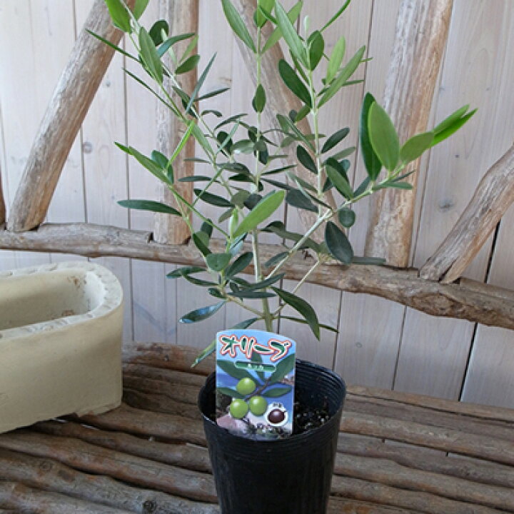 楽天市場 オリーブ ルッカ 大苗 シンボルツリー 観葉植物 販売 通販 種類 高さ40cm 母の日 花 ガーデニング岐阜緑園