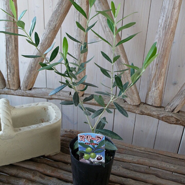 楽天市場 苗木 オリーブ シプレシーノ 大苗 シンボルツリー 室内 観葉植物 販売 通販 種類 高さ40cm 母の日 花 ガーデニング岐阜緑園