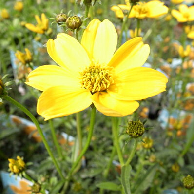 楽天市場 ウインター コスモス 微笑苗 ウィンター コスモス 販売 通販 種類 多年草 花芽付 母の日 花 ガーデニング岐阜緑園