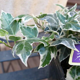 アイビー ニューミニシルバー 苗 観葉植物 販売 通販 種類 別名 ヘデラ ミニシルバーティカ 斑入りの小葉が可愛らしいアイビー