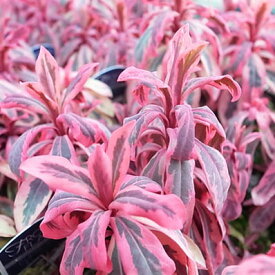 ユーフォルビア フロステッドフレーム3.5号サイズ 耐寒性多年草 植物 斑入り葉が赤く紅葉し初夏頃には淡い黄色の花も咲く