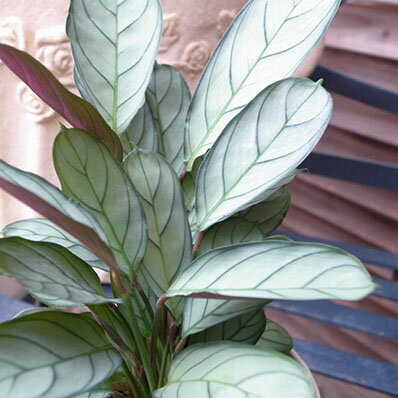 楽天市場 マランタ アマグリス4号サイズ 鉢植え 観葉植物 常緑多年草 レアな室内グリーン 高さ25cm 母の日 花 ガーデニング岐阜緑園 楽天市場 マランタ アマグリス4号サイズ 鉢植え 観葉植物 常緑多年草 レアな室内グリーン 高さ25cm 母の日 花 ガーデニング岐阜緑園