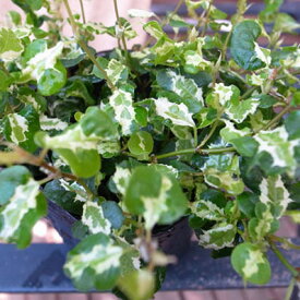 プミラ コアラ 苗 常緑蔓性低木 面白い斑入り葉が特徴で枝垂れるよう育つ植物 販売 室内 観葉植物 通販 種類
