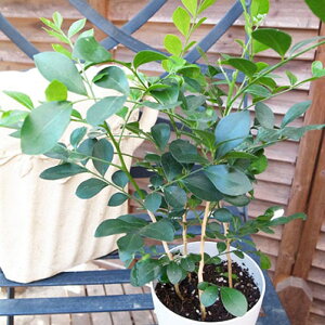 VNWX~ 4TCY A ʖ̓IWWX~ 傫ƉčԂ炩ԂȎt܂ 30cm ϗtA ̔ ʔ 