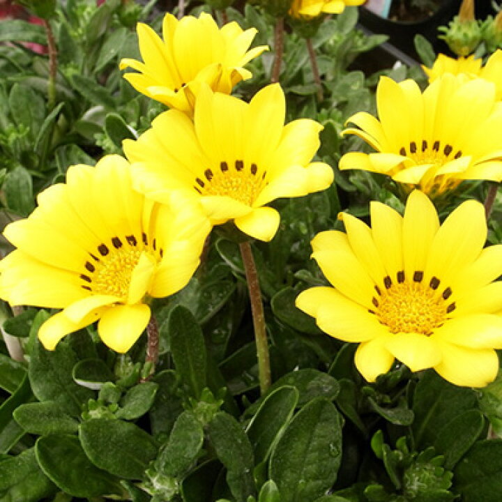 楽天市場 宿根ガザニア イエロー 黄色 苗 多年草 色鮮やかな黄色が魅力でガーデニングに人気の花 花芽付 母の日 花 ガーデニング岐阜緑園 楽天市場 宿根ガザニア イエロー 黄色 苗 多年草 色鮮やかな黄色が魅力でガーデニングに人気の花 花芽付 母の日 花 ガーデニング岐阜緑園