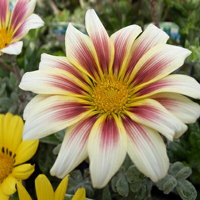 楽天市場 宿根ガザニア ババロアクリーム苗 多年草 複色のカラーが魅力の花 母の日 花 ガーデニング岐阜緑園