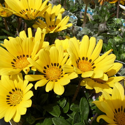 楽天市場 宿根ガザニア バナナパフェ苗 多年草 毎年楽しめる花 色鮮やかな黄色が魅力の花 母の日 花 ガーデニング岐阜緑園