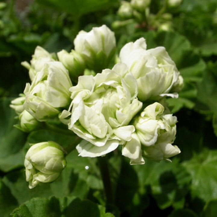 楽天市場 八重咲きゼラニューム グリーンブーケ苗 花芽付 落ち着きあるグリーンの八重花が魅力のゼラニウム 母の日 花 ガーデニング岐阜緑園