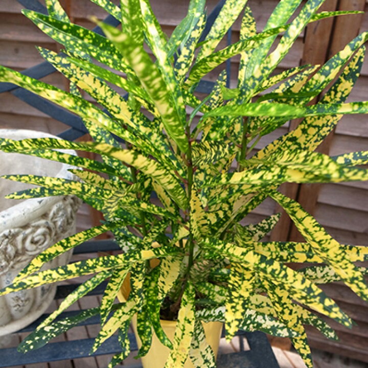 楽天市場 リュウセイクロトン 4号サイズ 鉢植え 日光大好き色鮮やかな葉色が魅力の観葉植物 母の日 花 ガーデニング岐阜緑園