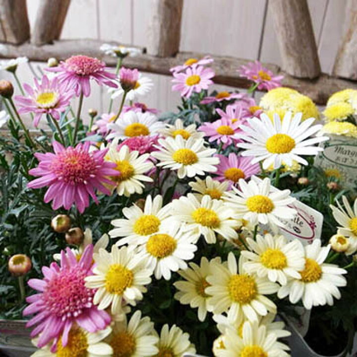 楽天市場 カラフル マーガレット 苗 3株セット さまざまな花色で花型も楽しめるマーガレット ガーデニング 母の日 花 ガーデニング岐阜緑園