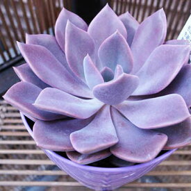 多肉植物 グラプトベリア デビー 3.5号サイズ 鉢植え タニクショクブツ 多肉女子 別名 パープルクイーン 水は控えめ管理の容易な植物 パープル 紫