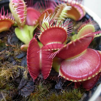 楽天市場 ハエトリソウ 食虫植物 ハエトリ草 ディオネア マスキプラ レッドグリーン 鉢は3 5号サイズ ハエトリグサ 母の日 花 ガーデニング岐阜緑園