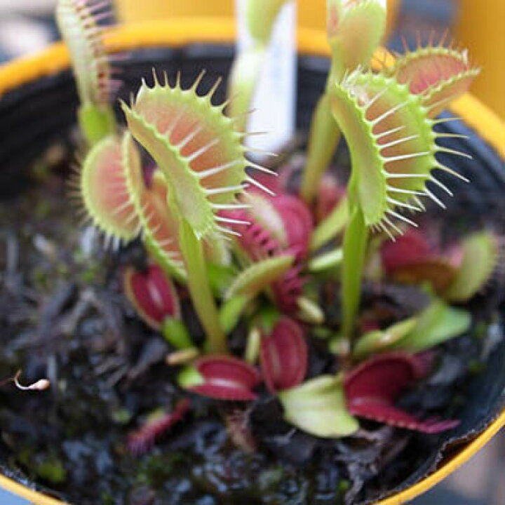 楽天市場 ハエトリソウ 食虫植物 ハエトリ草 ディオネア マスキプラ エレクトタイプ 鉢は3 5号サイズ ハエトリグサ 母の日 花 ガーデニング岐阜緑園 楽天市場 ハエトリソウ 食虫植物 ハエトリ草 ディオネア マスキプラ エレクトタイプ 鉢は3 5号サイズ ハエトリグサ 母の日 花 ガーデニング岐阜緑園