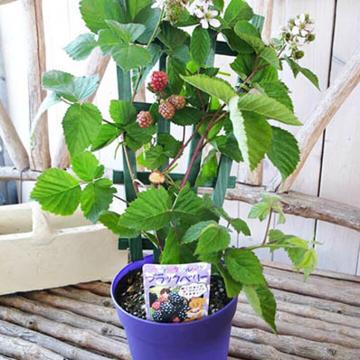 楽天市場】実付ブラックベリー フェンス仕立て 5号サイズ 鉢植え 