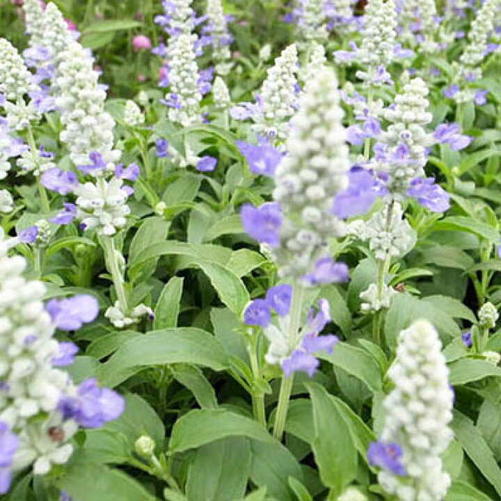 楽天市場 ファリナセア ストラータ 苗 白い花穂にブルーの花が涼しげなブルーサルビア 花芽付き ガーデニング 母の日 花 ガーデニング岐阜緑園