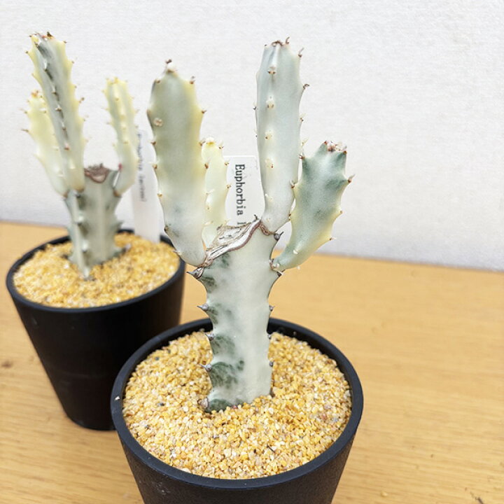 楽天市場】タニクショクブツ 希少 多肉植物 ユーフォルビア ホワイト 
