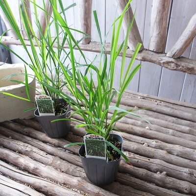 楽天市場 ハーブ レモングラス 苗 ハーブ 多年草 秋までに多くの葉を収穫 母の日 花 ガーデニング岐阜緑園